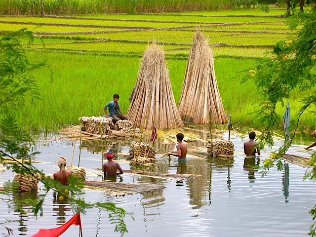 Jute plants growing in the field